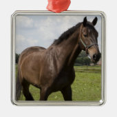 Thoroughbred Horse Ornament (Voorkant)