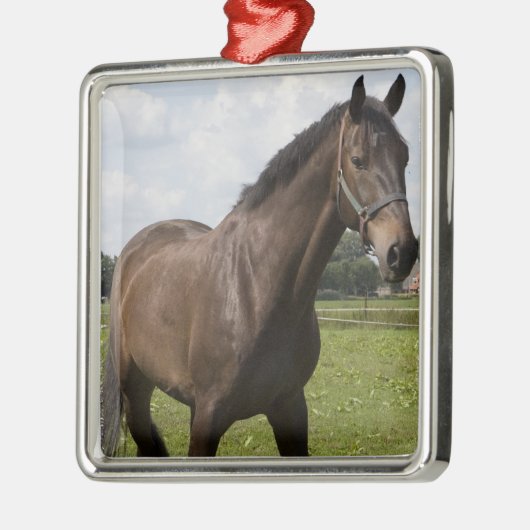 Thoroughbred Horse Ornament (Links)