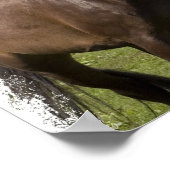Thoroughbred Horse Print (Hoek)