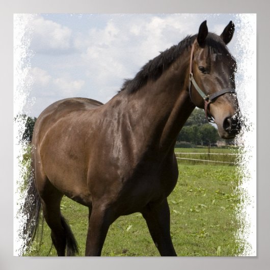 Thoroughbred Horse Print (Voorkant)