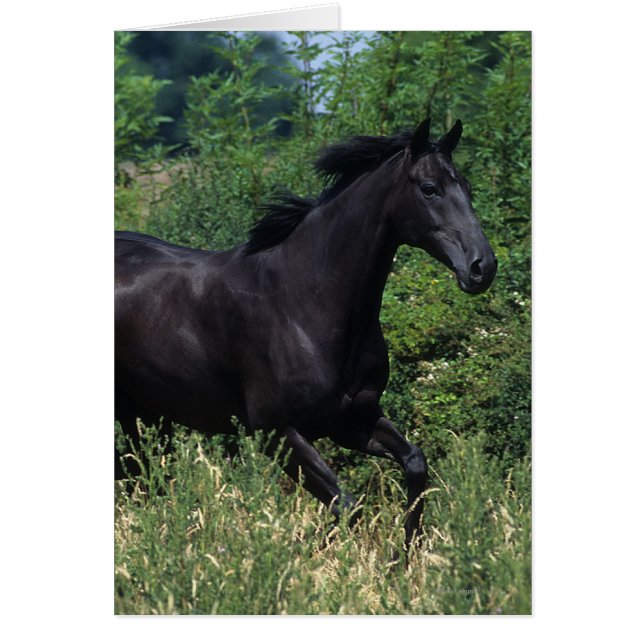 Thoroughbred Horse Runin Grass (Voorkant)