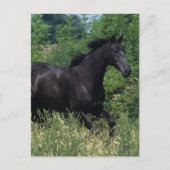 Thoroughbred Horse Runin Grass Briefkaart (Voorkant)