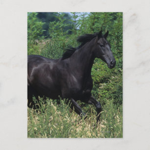 Thoroughbred Horse Runin Grass Briefkaart