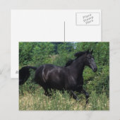 Thoroughbred Horse Runin Grass Briefkaart (Voorkant / Achterkant)