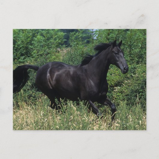 Thoroughbred Horse Runin Grass Briefkaart (Voorkant)