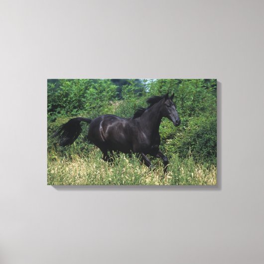 Thoroughbred Horse Runin Grass Canvas Afdruk (Voorkant)