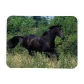 Thoroughbred Horse Runin Grass Magneet (Horizontaal)