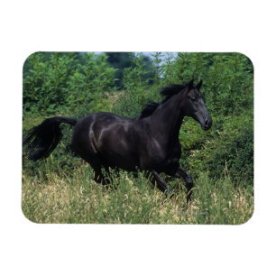 Thoroughbred Horse Runin Grass Magneet