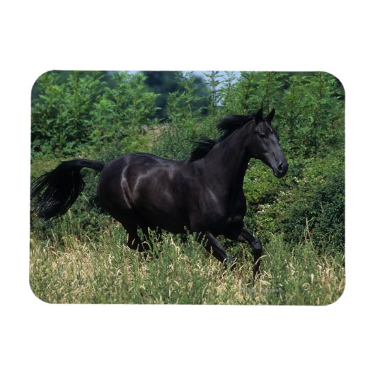 Thoroughbred Horse Runin Grass Magneet (Horizontaal)