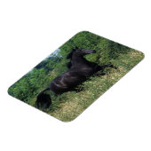 Thoroughbred Horse Runin Grass Magneet (Linkerzijde)