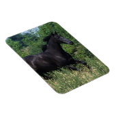 Thoroughbred Horse Runin Grass Magneet (Rechterzijde)