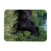 Thoroughbred Horse Runin Grass Magneet (Horizontaal)