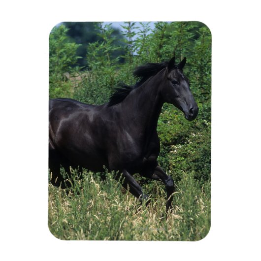 Thoroughbred Horse Runin Grass Magneet (Verticaal)
