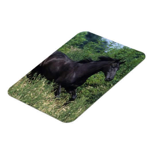 Thoroughbred Horse Runin Grass Magneet (Linkerzijde)