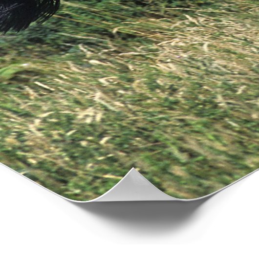 Thoroughbred Horse Runin Grass Poster (Hoek)