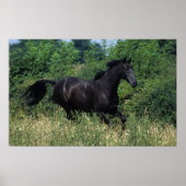 Thoroughbred Horse Runin Grass Poster (Voorkant)