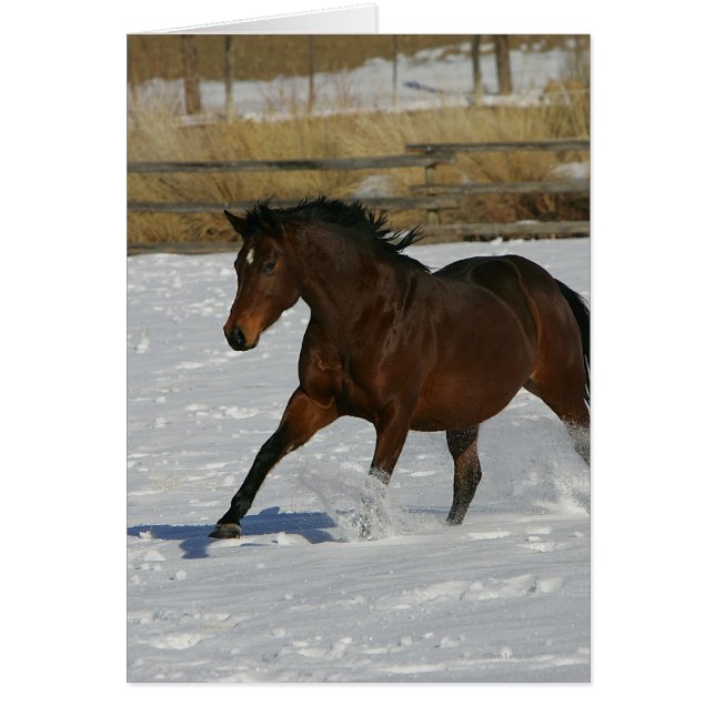 Thoroughbred Horse Runin the Snow (Voorkant)