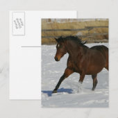 Thoroughbred Horse Runin the Snow Briefkaart (Voorkant / Achterkant)