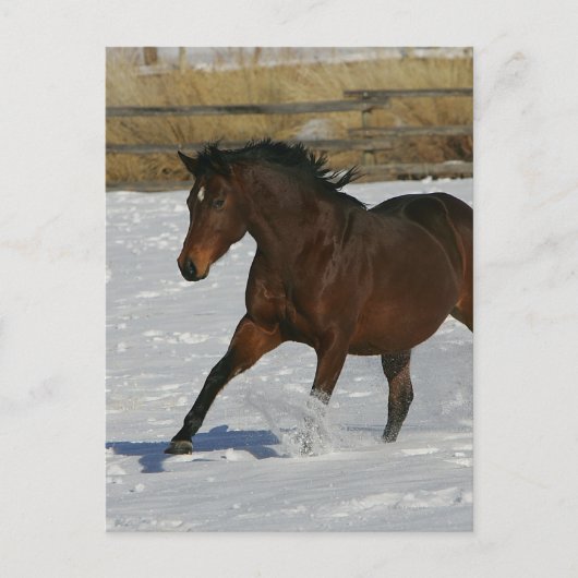 Thoroughbred Horse Runin the Snow Briefkaart (Voorkant)