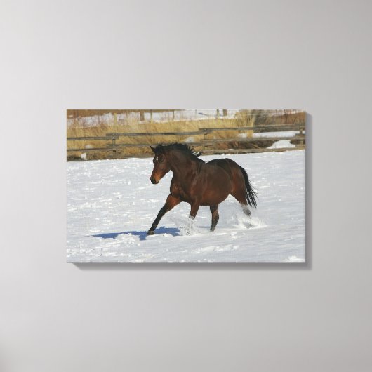 Thoroughbred Horse Runin the Snow Canvas Afdruk (Voorkant)
