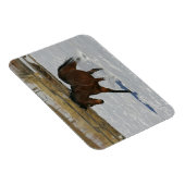 Thoroughbred Horse Runin the Snow Magneet (Rechterzijde)