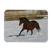 Thoroughbred Horse Runin the Snow Magneet (Horizontaal)