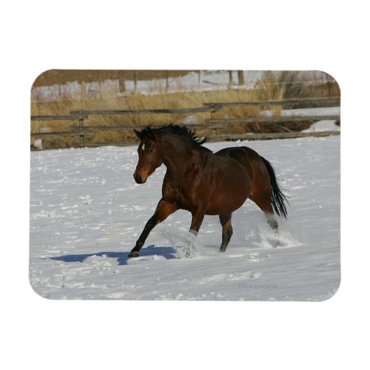 Thoroughbred Horse Runin the Snow Magneet (Horizontaal)