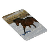 Thoroughbred Horse Runin the Snow Magneet (Rechterzijde)