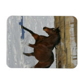 Thoroughbred Horse Runin the Snow Magneet (Horizontaal)