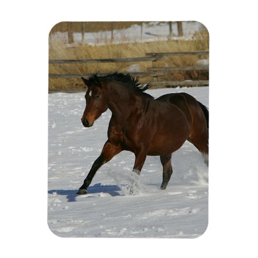 Thoroughbred Horse Runin the Snow Magneet (Verticaal)