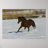 Thoroughbred Horse Runin the Snow Poster (Voorkant)