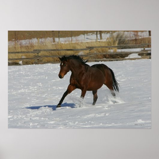 Thoroughbred Horse Runin the Snow Poster (Voorkant)