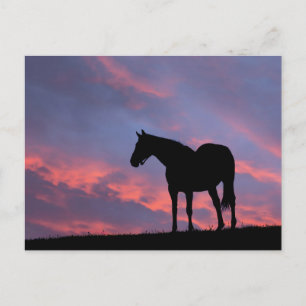 Thoroughbred Horse Silhouetted at Sunrise Briefkaart