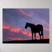 Thoroughbred Horse Silhouetted at Sunrise Poster (Voorkant)