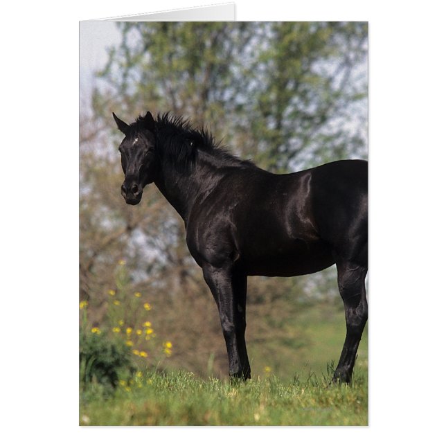 Thoroughbred Horse Standing (Voorkant)