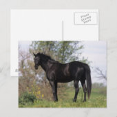Thoroughbred Horse Standing Briefkaart (Voorkant / Achterkant)