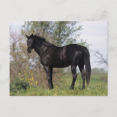 Thoroughbred Horse Standing Briefkaart (Voorkant)