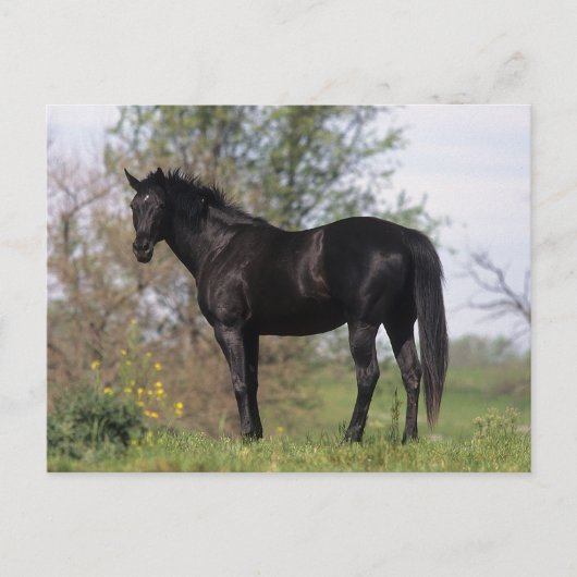 Thoroughbred Horse Standing Briefkaart (Voorkant)
