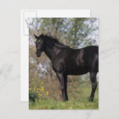 Thoroughbred Horse Standing Briefkaart (Voorkant / Achterkant)