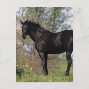 Thoroughbred Horse Standing Briefkaart