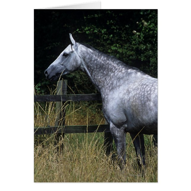 Thoroughbred Horse Standing by Fence (Voorkant)