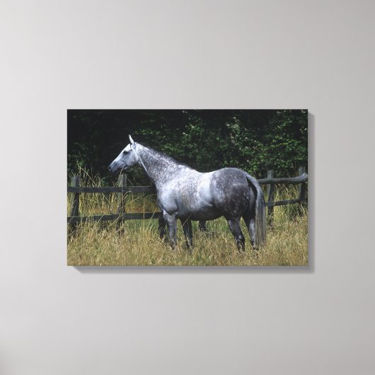 Thoroughbred Horse Standing by Fence Canvas Afdruk (Voorkant)
