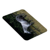 Thoroughbred Horse Standing by Fence Magneet (Rechterzijde)