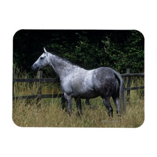 Thoroughbred Horse Standing by Fence Magneet