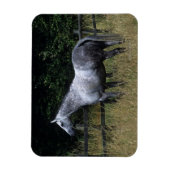 Thoroughbred Horse Standing by Fence Magneet (Verticaal)