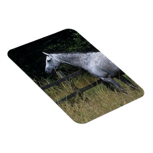 Thoroughbred Horse Standing by Fence Magneet (Rechterzijde)