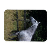 Thoroughbred Horse Standing by Fence Magneet (Horizontaal)