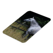 Thoroughbred Horse Standing by Fence Magneet (Linkerzijde)