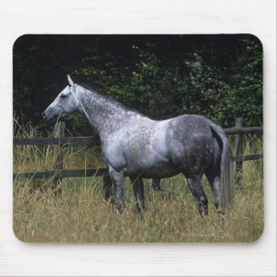 Thoroughbred Horse Standing by Fence Muismat