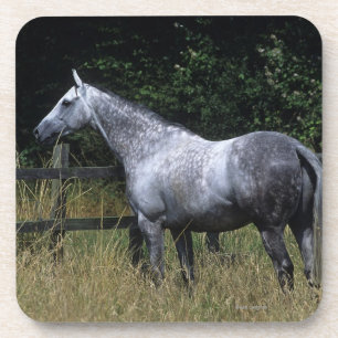 Thoroughbred Horse Standing by Fence Onderzetter